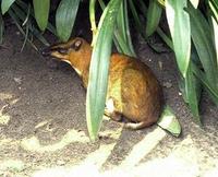 Image of: Tragulus napu (greater mouse-deer)