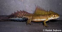 Ommatotriton ophryticus
