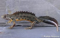 Triturus carnifex carnifex