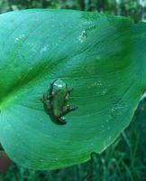 Image of: Hyla versicolor (gray treefrog)