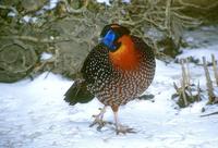 Tragopan temminckii - Temminck's Tragopan