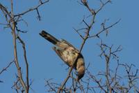 Anthochaera carunculata - Red Wattlebird