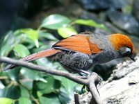Garrulax milnei - Red-tailed Laughingthrush