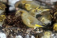 Carduelis chloris - European Greenfinch