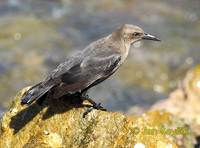 Quiscalus lugubris - Carib Grackle