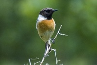 Saxicola rubicola - Common Stonechat