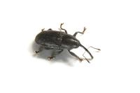 Image of: Curculionidae (snout beetles and weevils)