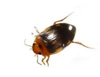 Image of: Dytiscidae (predaceous diving beetles)