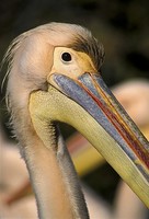 Pelecanus onocrotalus - Great White Pelican