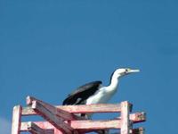 Phalacrocorax varius - Pied Cormorant