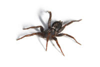 Image of: Herpyllus ecclesiasticus