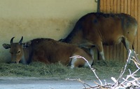 Bos javanicus - Banteng