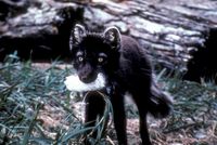 Alopex lagopus - Pribilof Island Arctic Fox