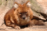 Cuon alpinus lepturus - Chinese Alpine Wolf