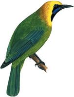 Image of: Chloropsis cochinchinensis (blue-winged leafbird)
