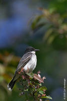 Image of: Tyrannus tyrannus (eastern kingbird)