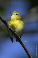 Image of: Vireo flavifrons (yellow-throated vireo)