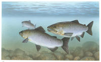 Image of: Oncorhynchus tshawytscha (chinook salmon)