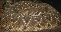 Image of: Crotalus adamanteus (eastern diamondback rattlesnake)