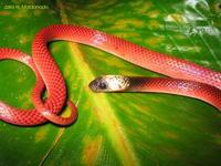 Image of: Drepanoides anomalus (black-collared snake)
