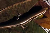 Image of: Mabuya nigropunctata