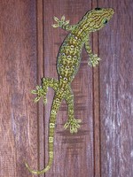 Gekko smithii