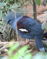 Western Crowned Pigeon - Goura cristata