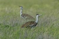 Australian Bustard