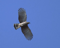 Hook-billed Kite (Chondrohierax uncinatus) photo