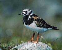 Ruddy Turnstone (Arenaria interpres) photo