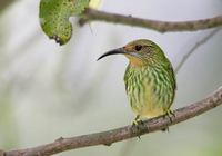 Purple Honeycreeper (Cyanerpes caeruleus) photo