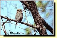 Jungle Owlet - Glaucidium radiatum