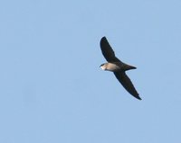 Chimney Swift - Chaetura pelagica