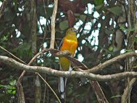 Orange-breasted Trogon - Harpactes oreskios