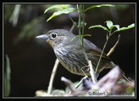 Santa Marta Antpitta - Grallaria bangsi