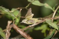 Dwarf Tyrant-Manakin - Tyranneutes stolzmanni