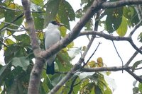 Black-tailed Tityra - Tityra cayana