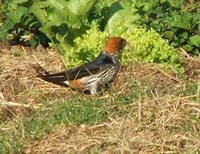 Lesser Striped-Swallow - Cecropis abyssinica
