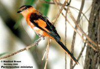 Sunda Minivet - Pericrocotus miniatus