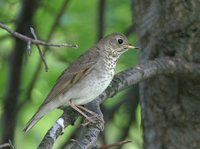 Gray-cheeked Thrush - Catharus minimus