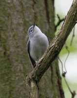 Blue-gray Gnatcatcher - Polioptila caerulea