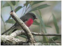 Rose Robin - Petroica rosea