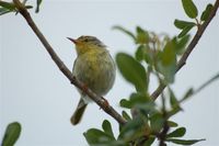 Common Jery - Neomixis tenella