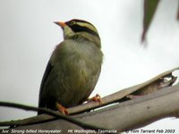 Strong-billed Honeyeater - Melithreptus validirostris