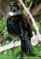 Tui - Prosthemadera novaeseelandiae