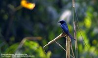 Bronzed Drongo - Dicrurus aeneus