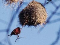 Chestnut Weaver - Ploceus rubiginosus