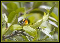 Blackburnian Warbler - Dendroica fusca