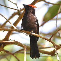 Flame-crested Tanager - Tachyphonus cristatus