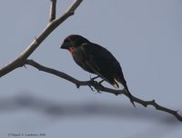 Greater Antillean Bullfinch - Loxigilla violacea